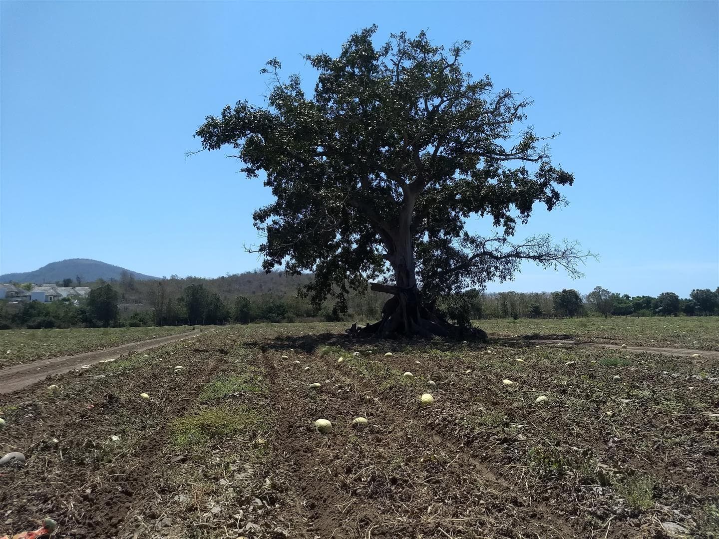 Lote 1 y 2 Carretera 200 14