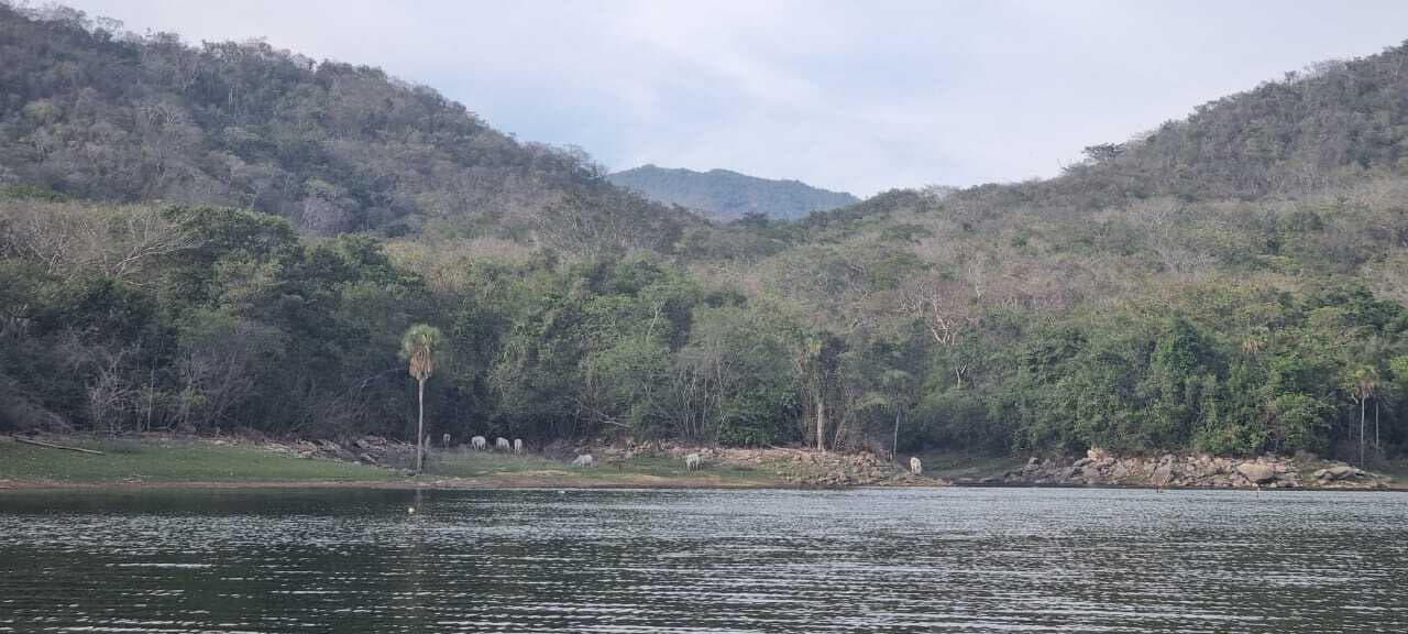Aguacate 9