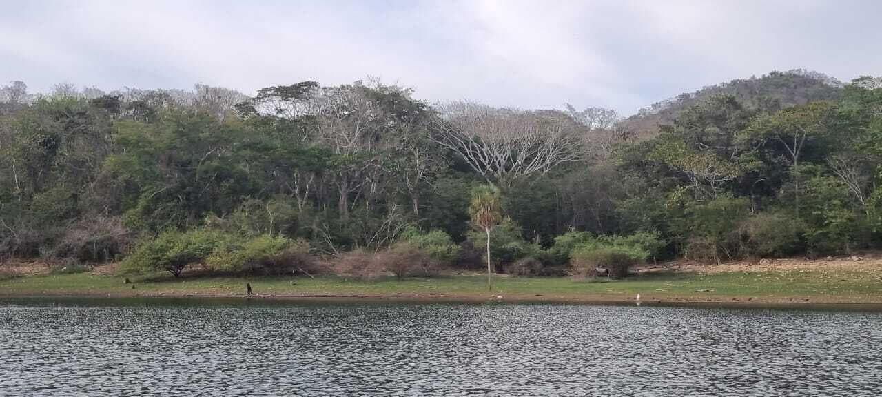Aguacate 13