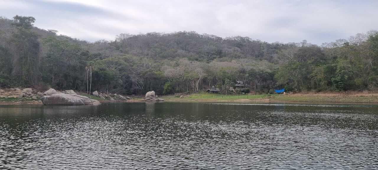 Aguacate 15