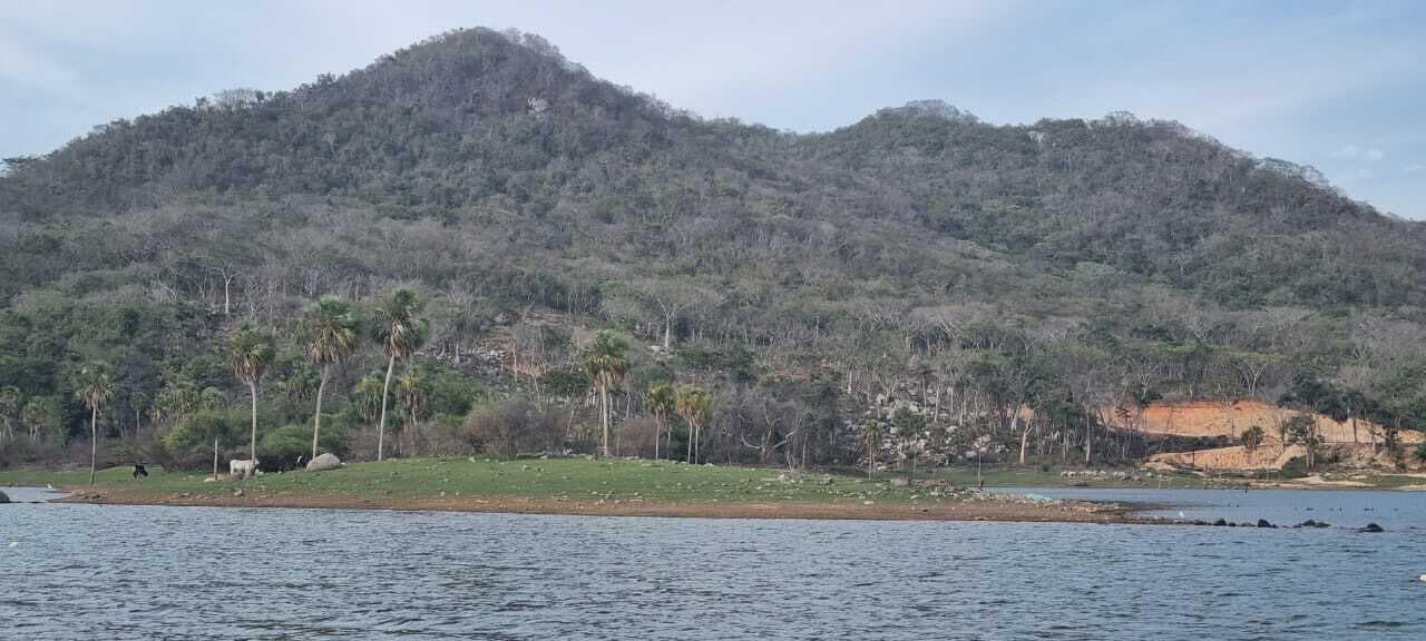 Aguacate 19