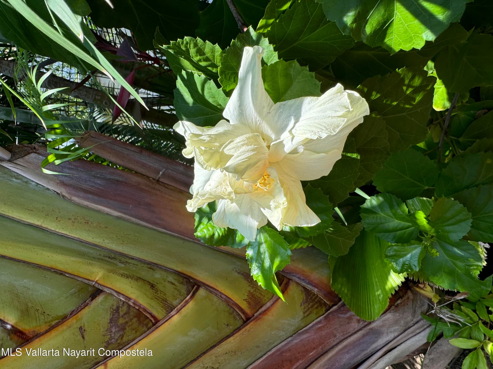 122 Tulipanes 38