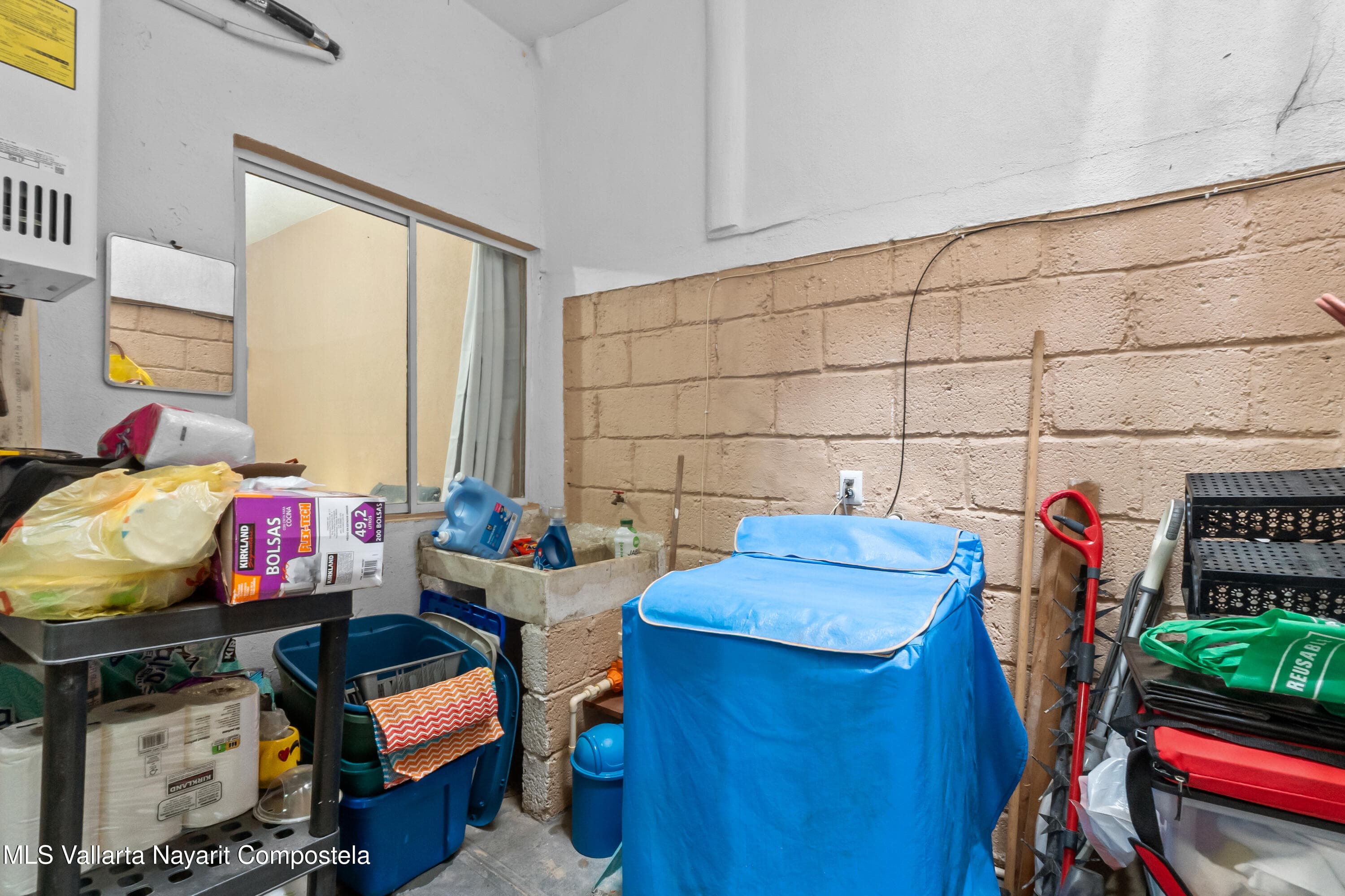 145 Palma Kentia 17