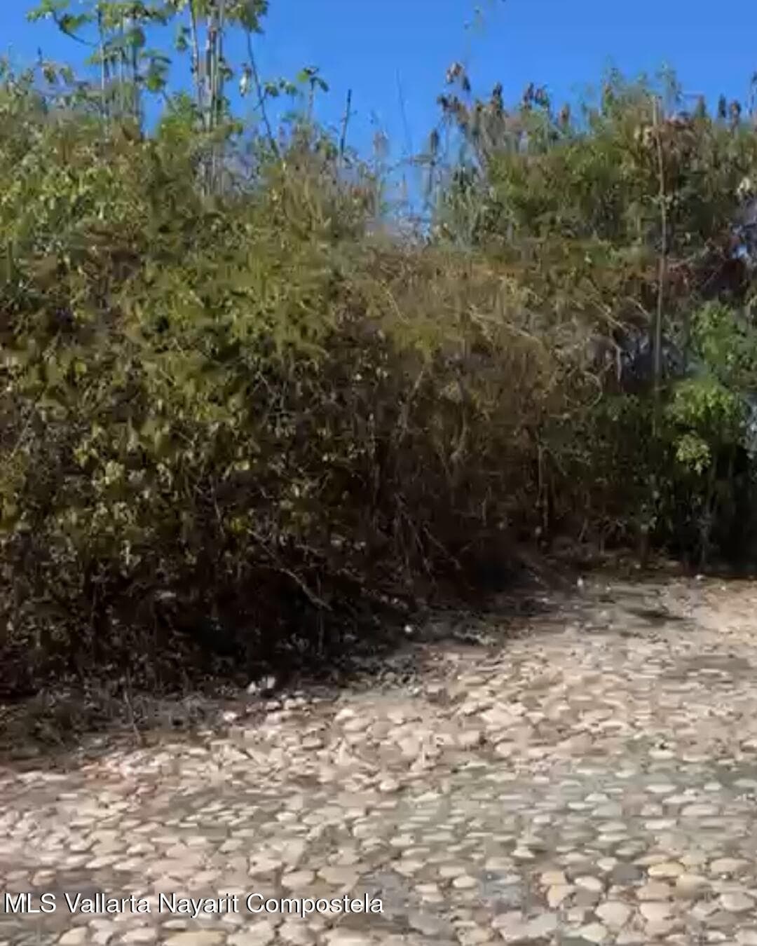Lomas De Mismaloya 4
