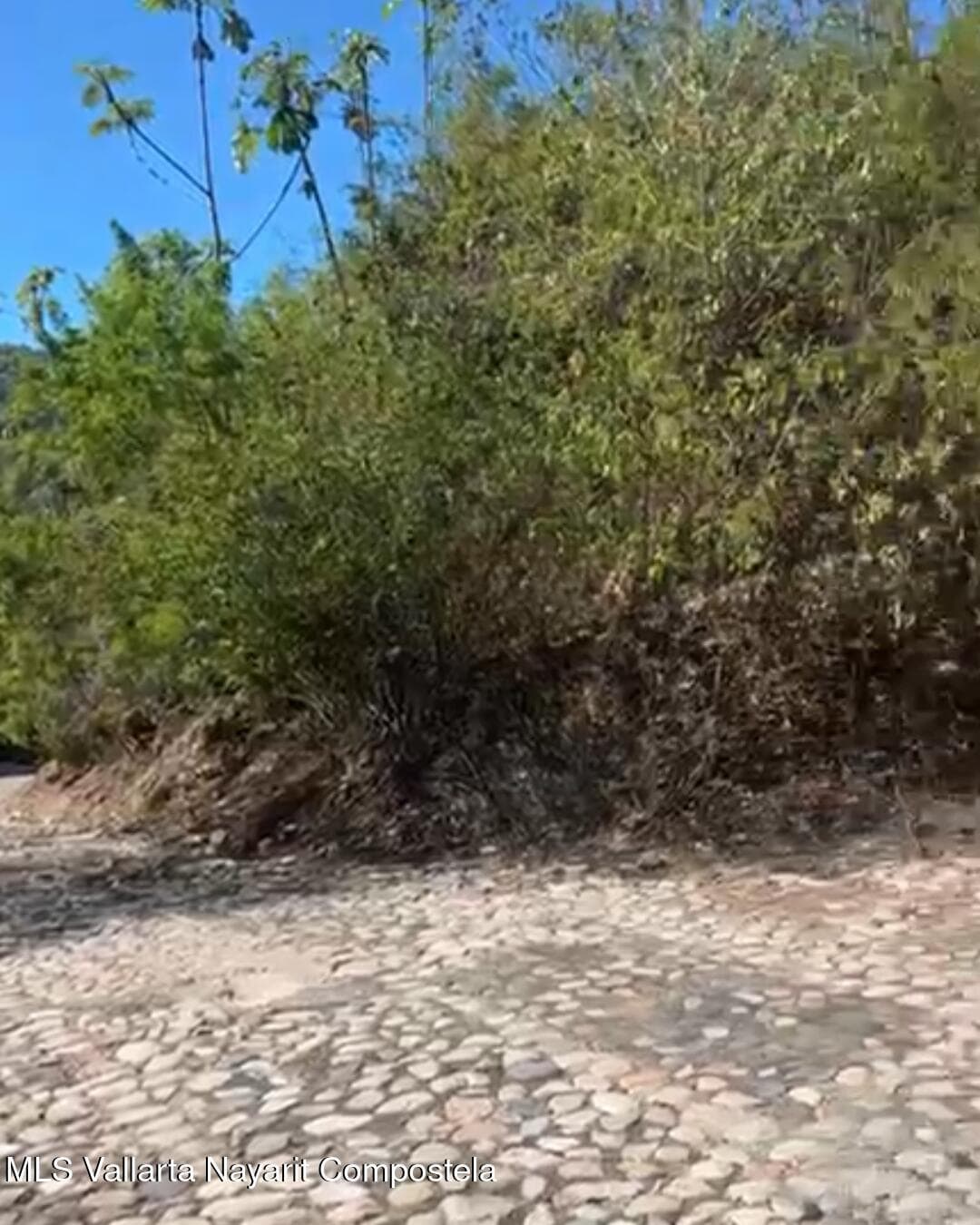 Lomas De Mismaloya 5
