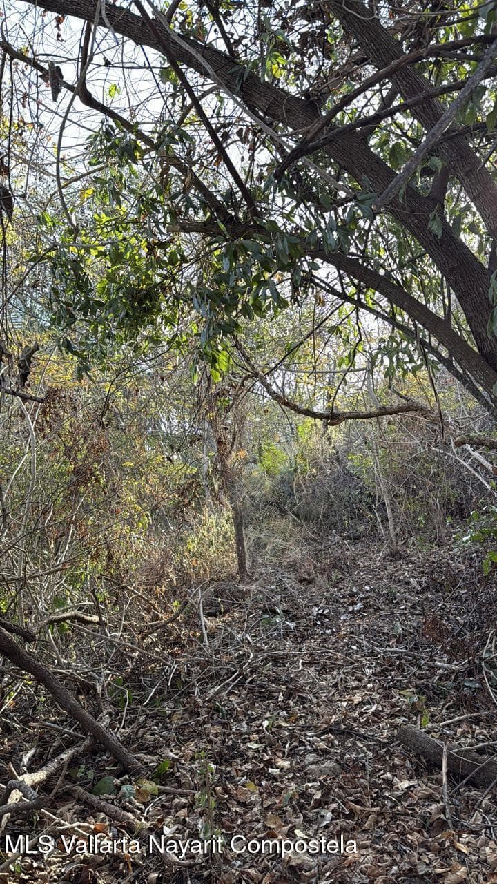 SN Paseo de Los Pinos Verdes 8